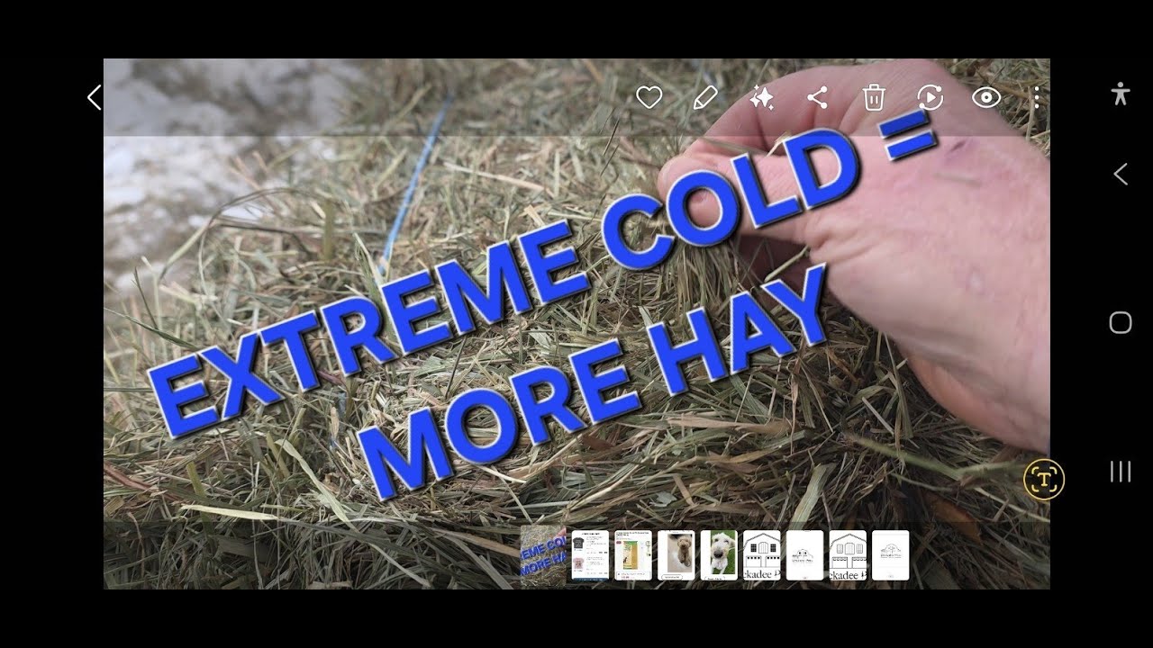 EXTRA COLD = EXTRA HAY & RESCUING MY PARTNER