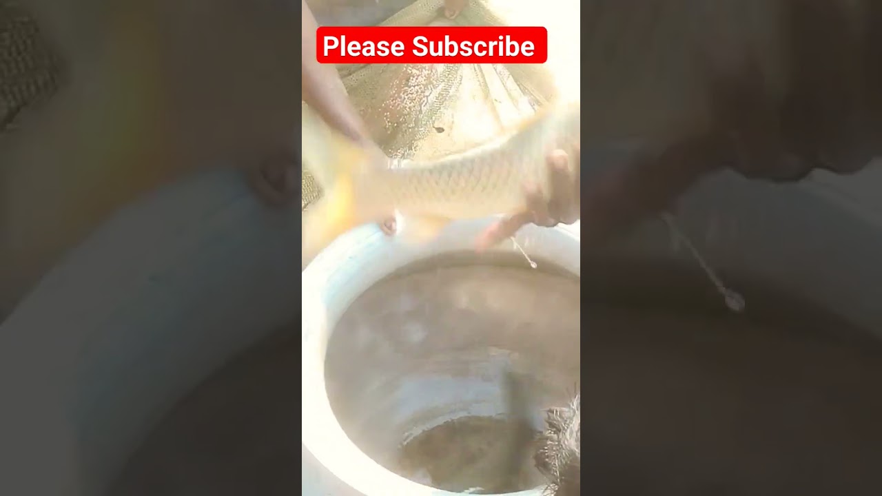 Traditional Big Fishing Video With Net #netfishing #bestfishing #trending #newfishingvideo