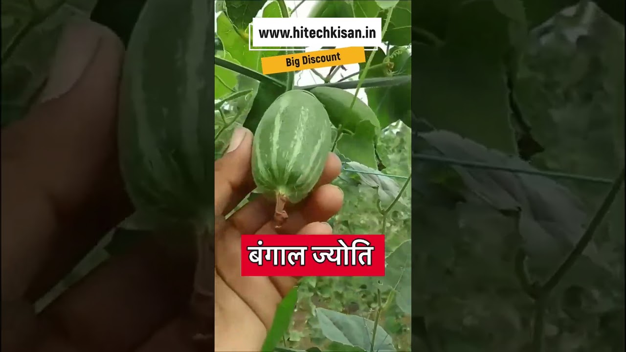 Parval Roots | परवल की जड़ | 1 Baar Lagao 4&ndash;5 Saal Tak Production