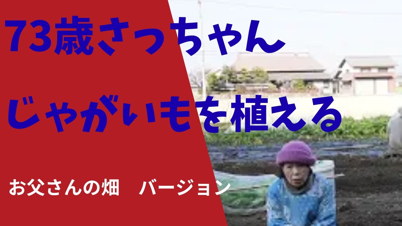 73歳さっちゃん☆ジャガイモを植える🥔♪の巻