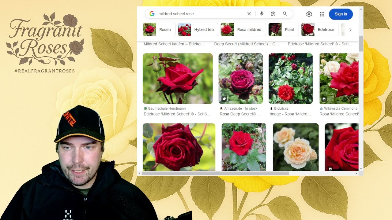 50 Red Rose Varieties Later… Here’s What Actually Works! (and what to avoid)