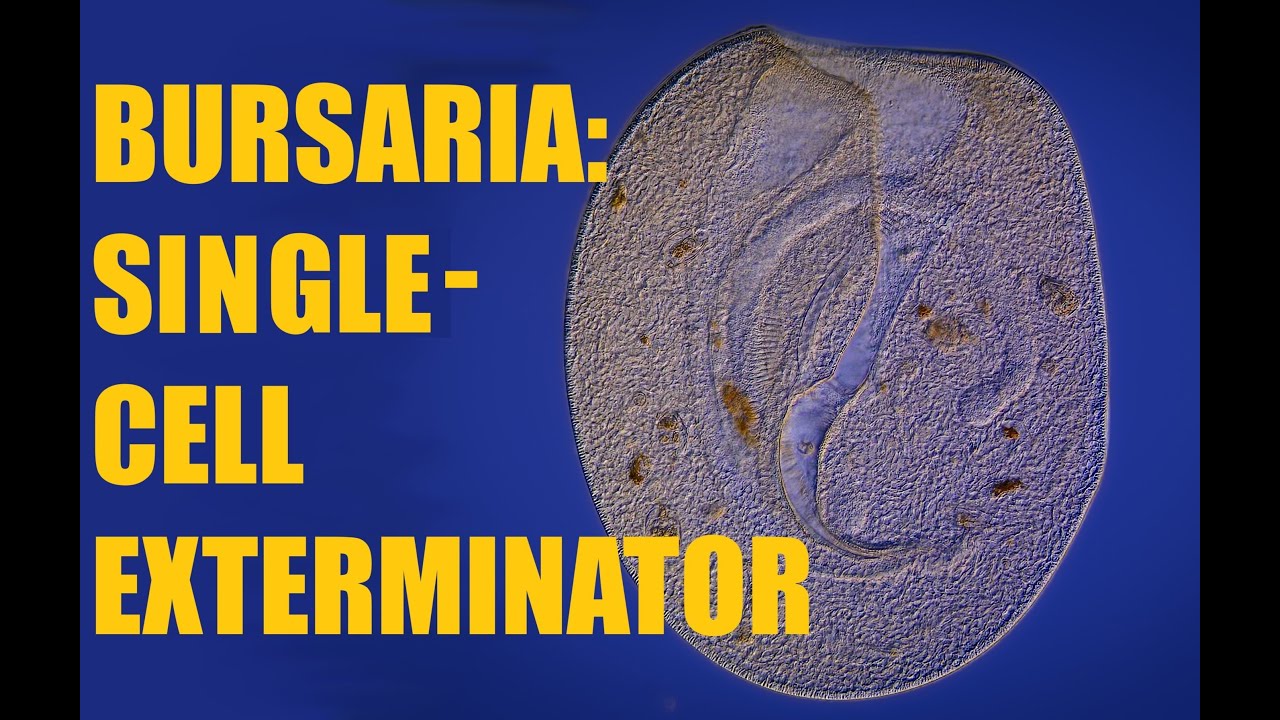 Bursaria truncatella: single-cell exterminator!!!
