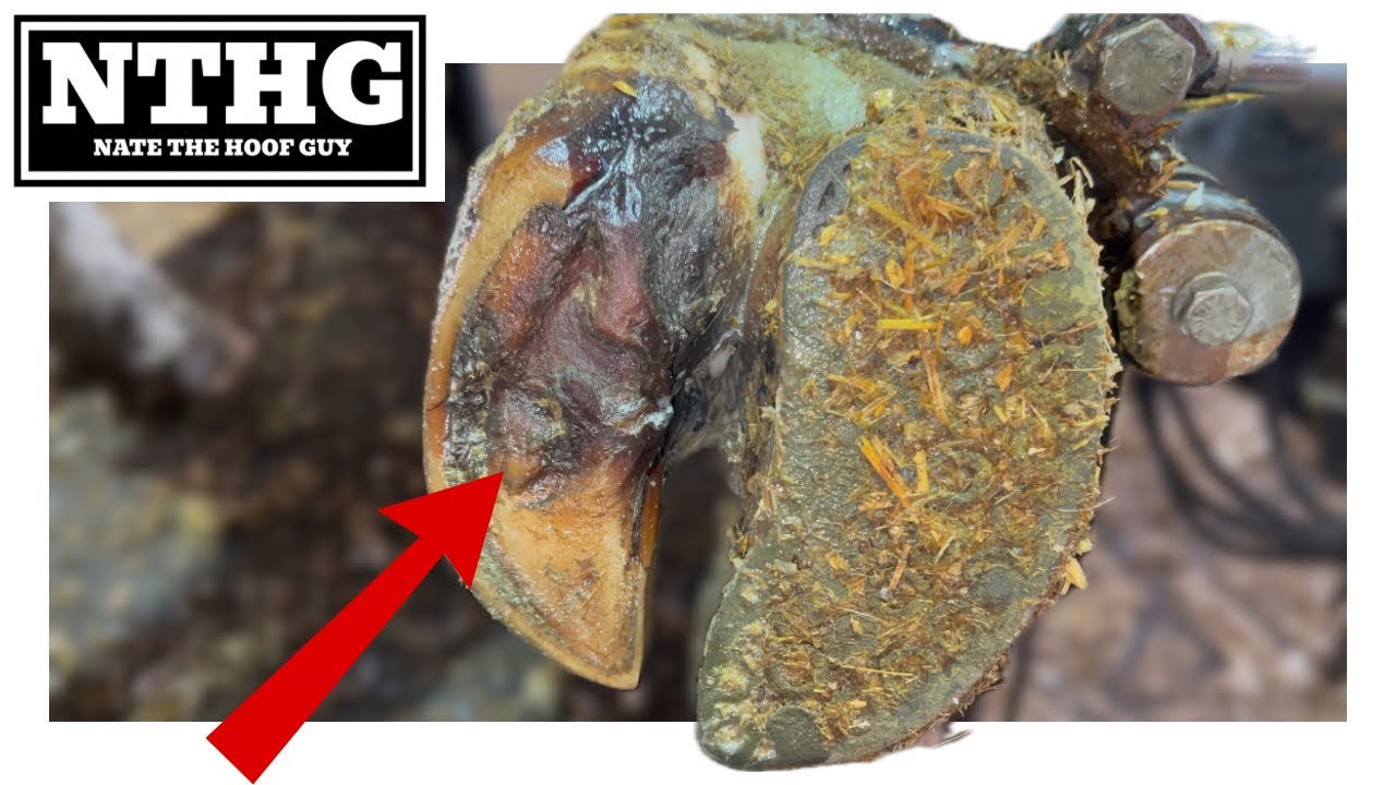 You Won’t Even Recognize This Hoof