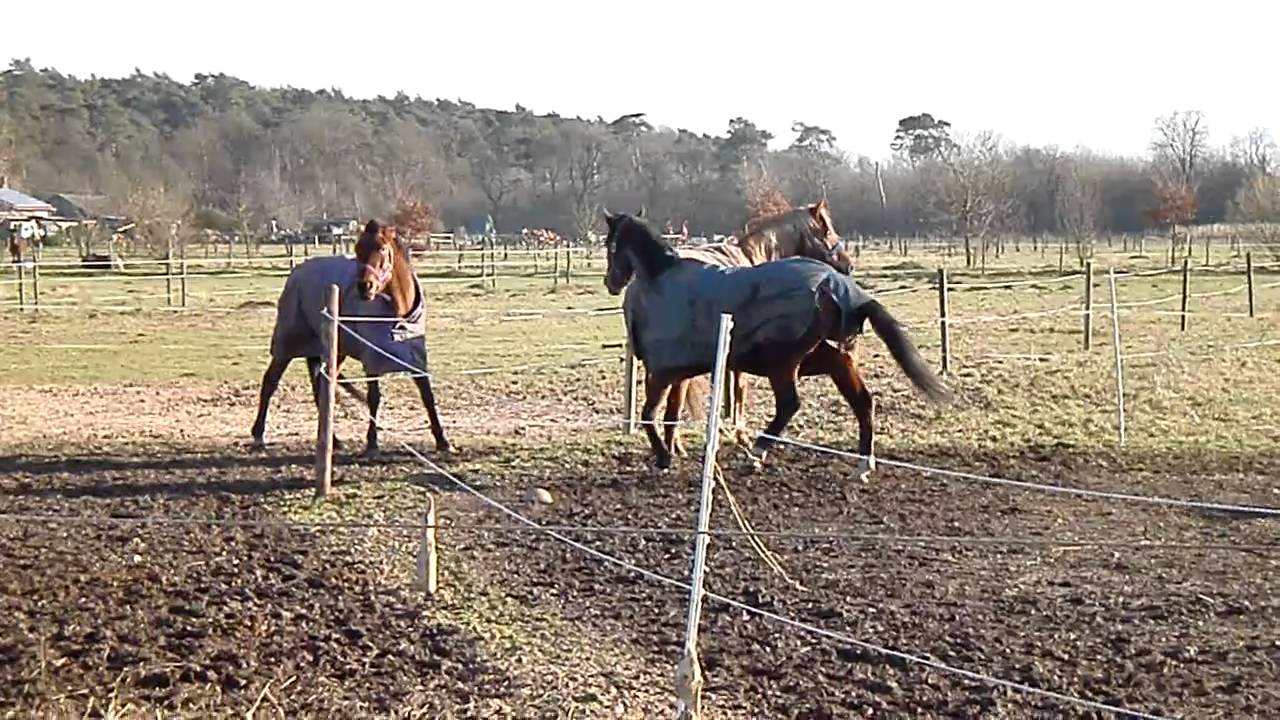 aankomst stewball en opruiming zadelkamer 025
