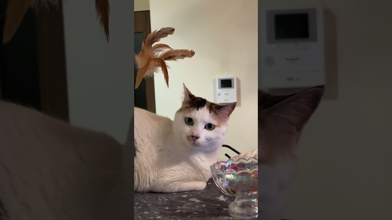 にび猫Live🐾 2026-1-25