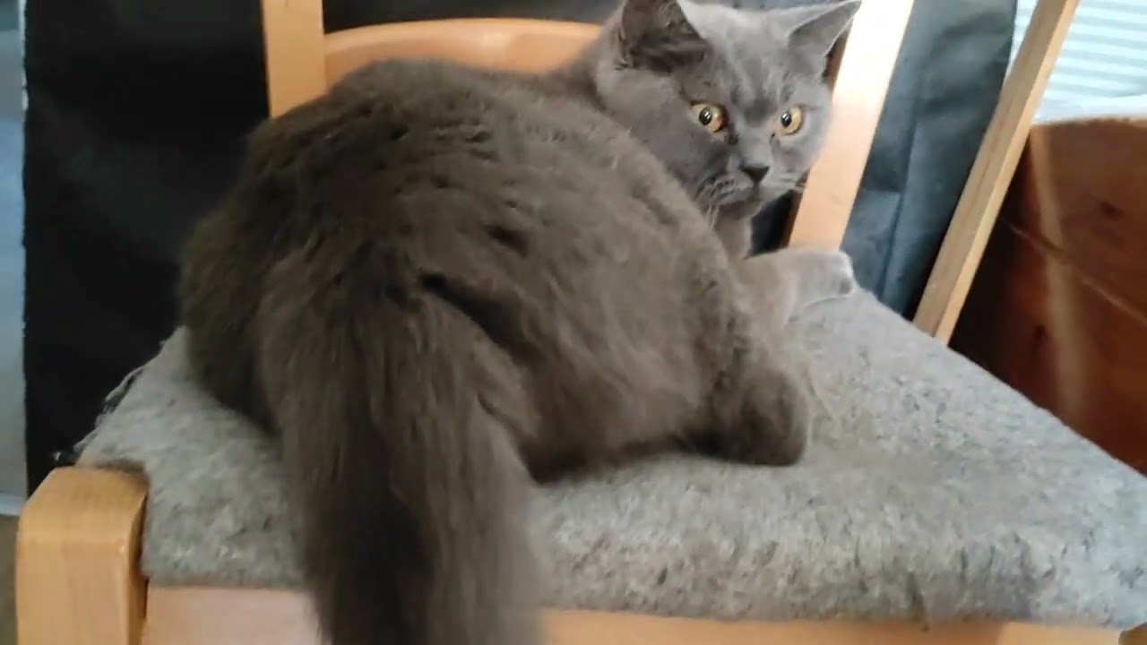 BKH blau Bella und Michi.