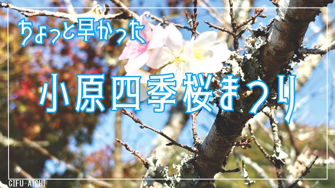 小原四季桜まつり（岐阜-愛知）☆Ninja650☆
