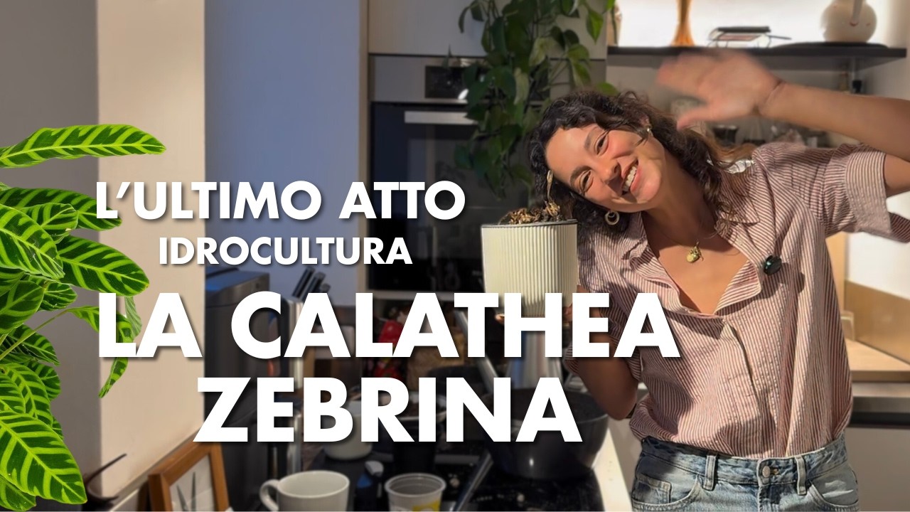 La Signora Zebrina – Atto finale? (esperimento in idrocultura)