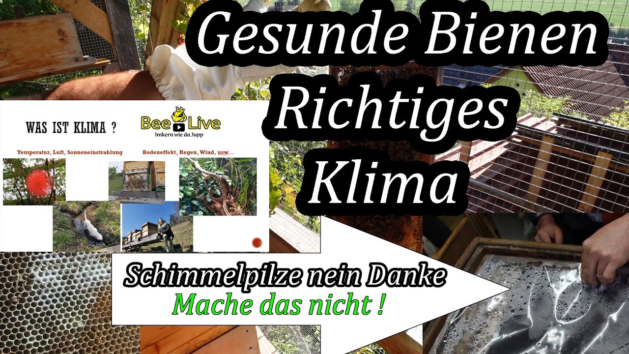 Das richtige Klima in der Bienen-Beute Gesunde Bienen, Schimmelpilze in der Bienenbeute nein Danke