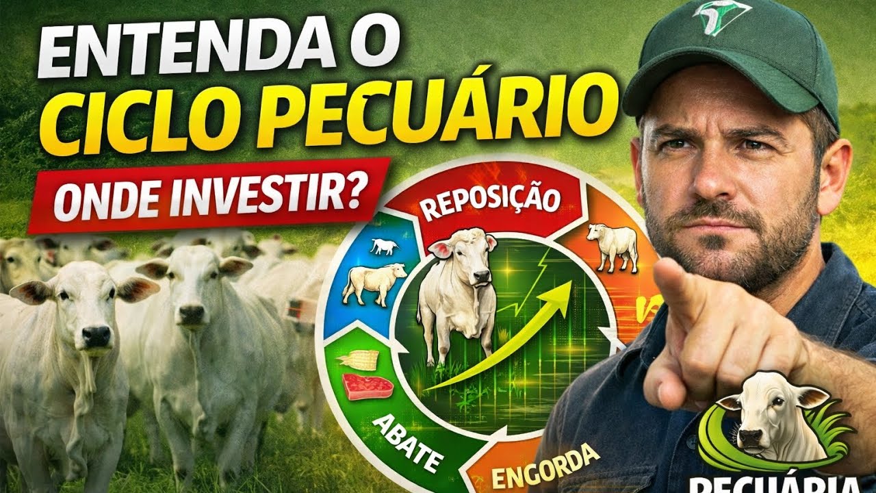 O Segredo do Ciclo Pecuário: Como ganhar dinheiro na alta e na baixa 