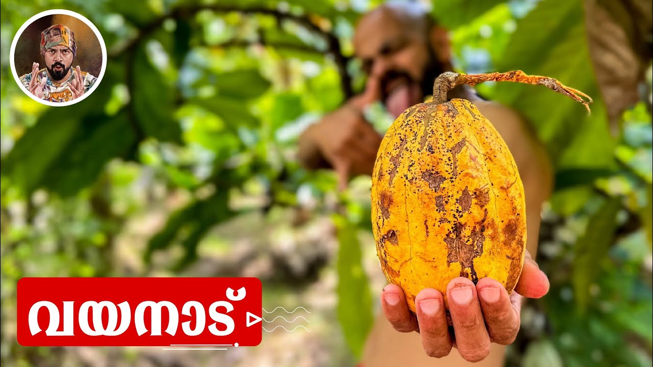 COCOA FRUIT/COFEE/WAYANADU/LIFE STYLE VLOG/KERALA/FAMILY VLOG/LIFE IN KERALA