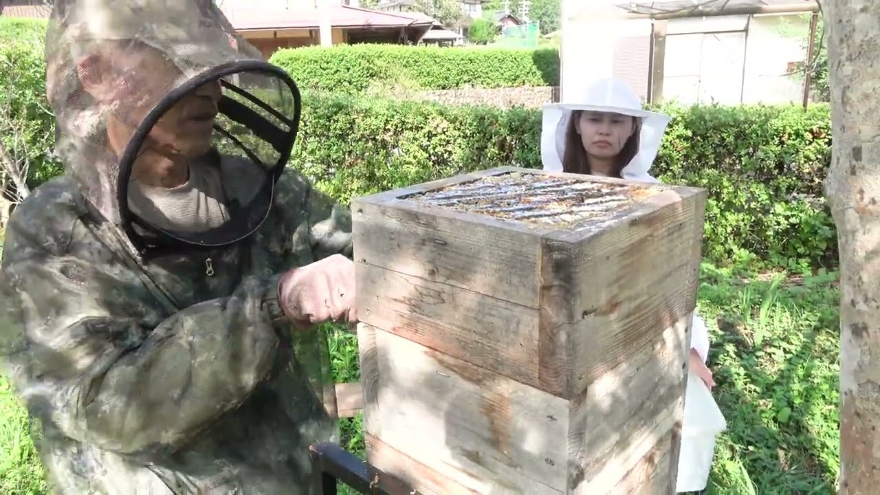 Сбор меда от японских медоносных пчел, Натуральное пчеловодство в Японии