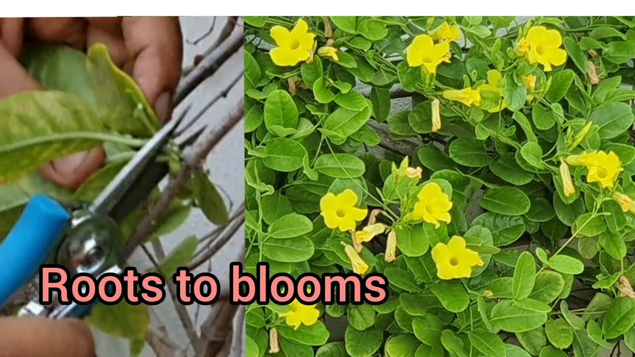 Care Of Allamanda Yellow Trumpet Vine|| Propagation Of Allamanda || Summer &Permanent Flowering