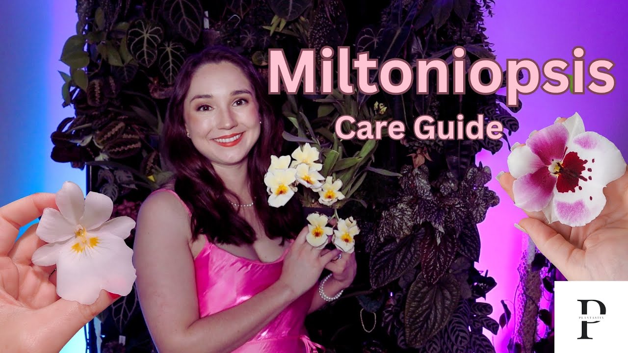 Miltoniopsis Orchid Care Guide: 🌸 Tips for Thriving Blooms All Year Round!