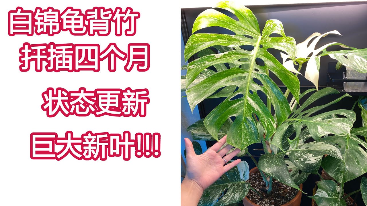 龟背竹 白锦龟背竹 扦插成果 | 用尺子量一下四个月顶芽有多大 | 气根状态 | 巨大新叶 | Monstera Albo Propagation Results