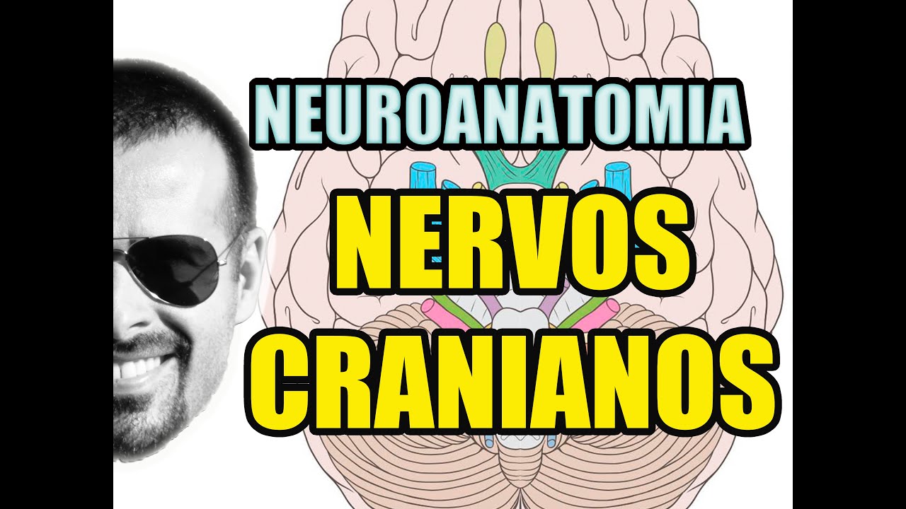 Nervos Cranianos - Sistema Nervoso (Neuroanatomia) - Anatomia Humana - Vídeo Aula 129