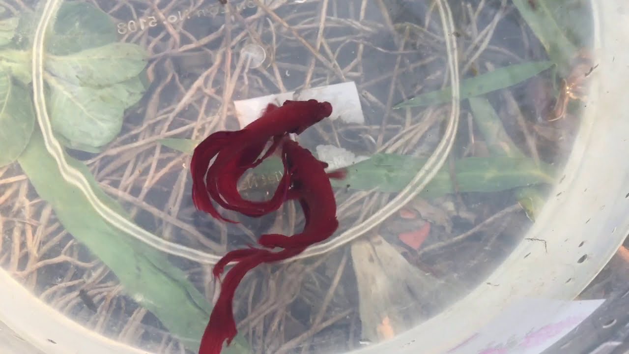 Catching Beta Fist in Lotus lake | Catching Wild Bettas in Cambodia