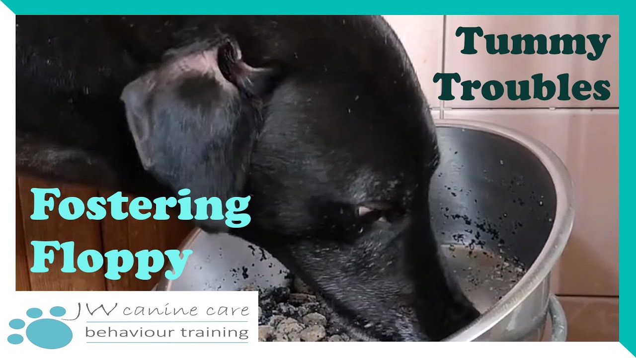 Fostering Floppy: Tummy troubles