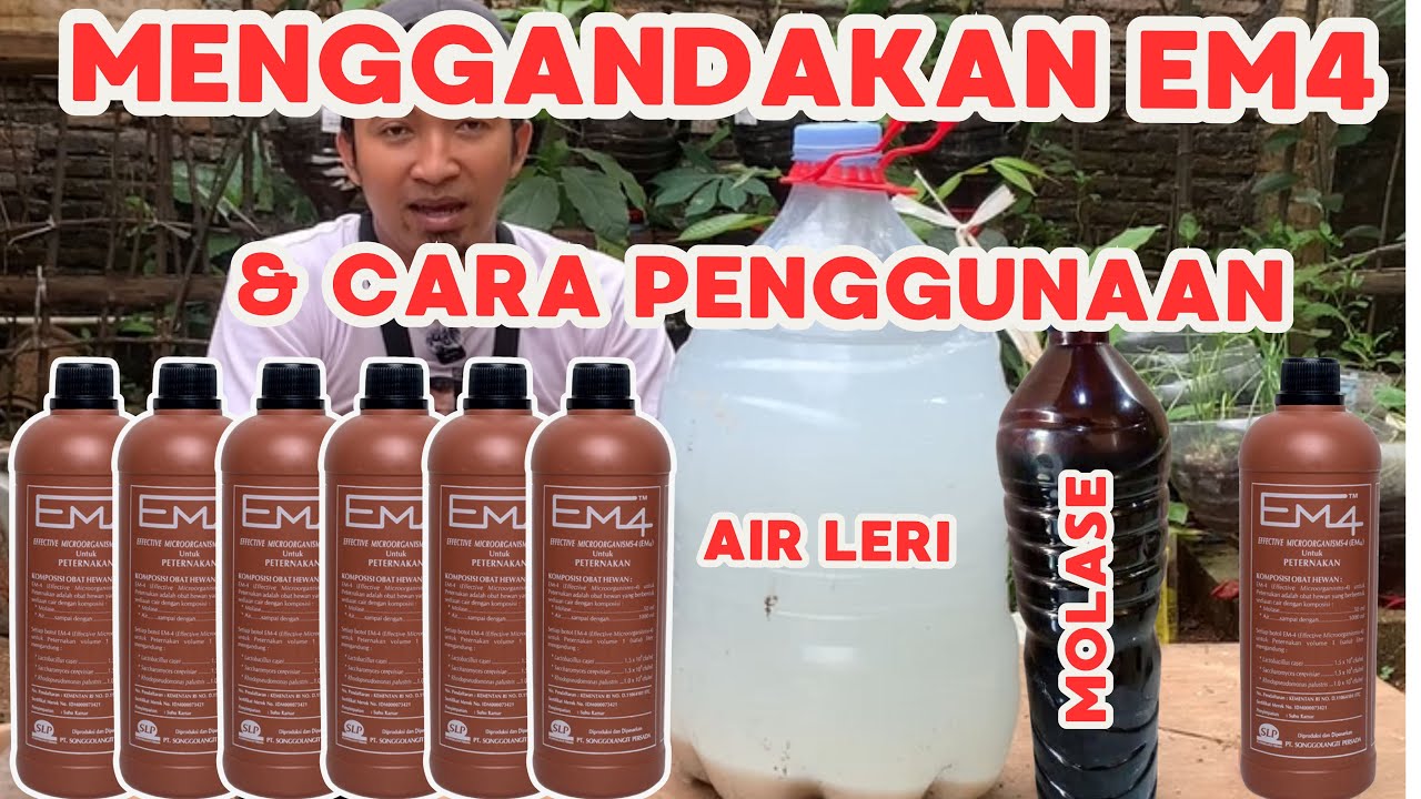 Cara memperbanyak EM4 Peternakan! Hemat & Efektif!