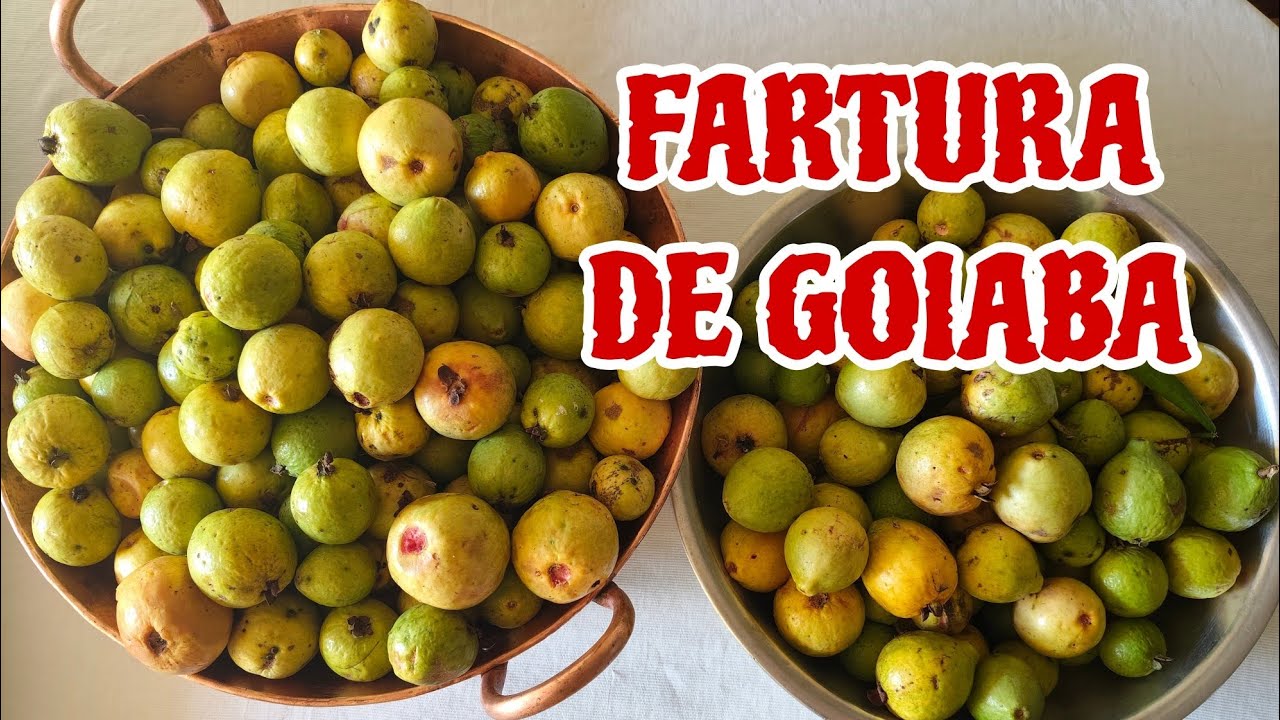 Fazendo colheita, doce de colher e goiabada