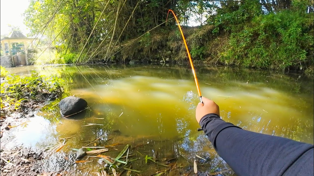Sambaran ganas ikan ini bikin nagih‼️Mancing wader kepek di sunagi opak krebet‼️