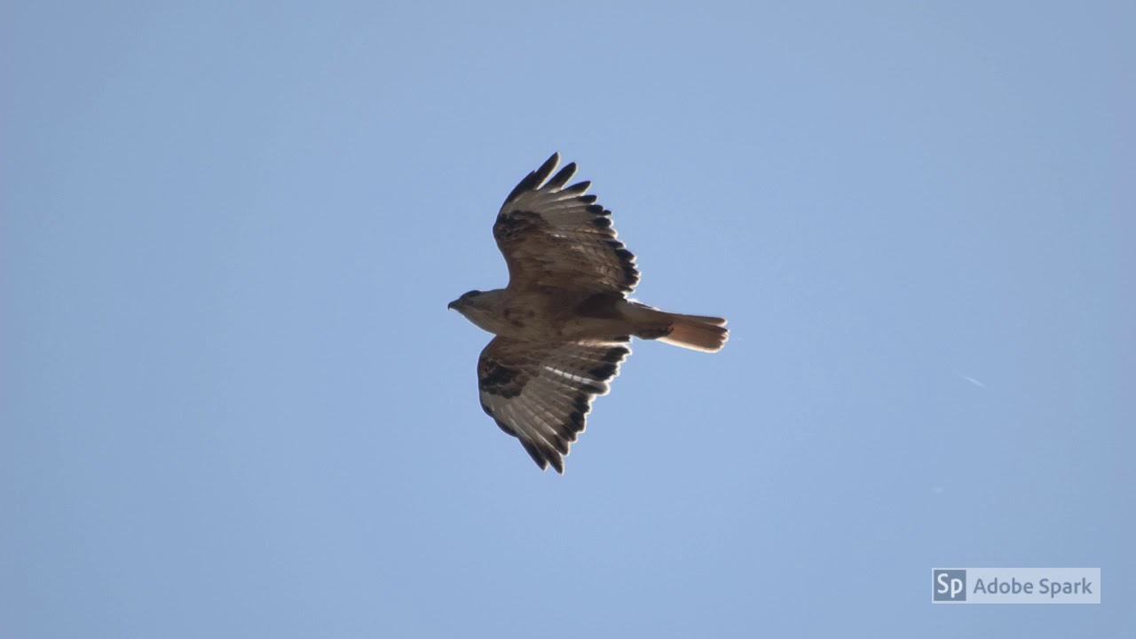 BIRDS VOICE : The long legged buzzard Bird