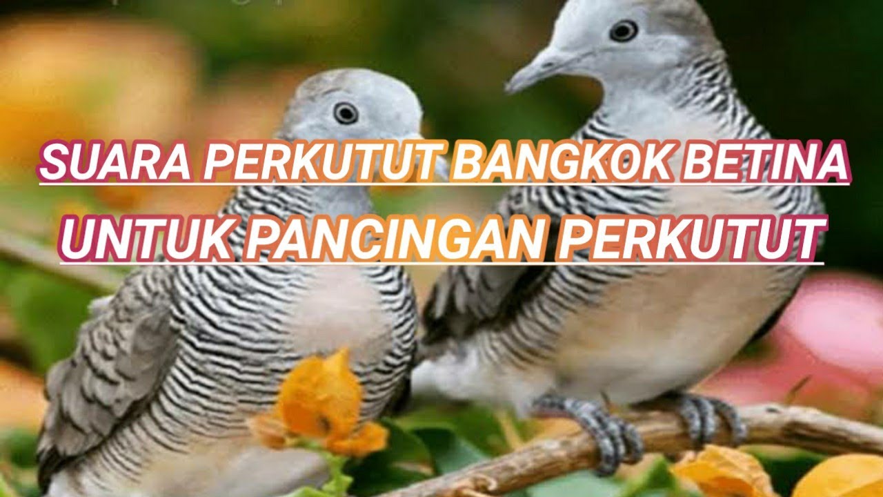 suara perkutut bangkok betina