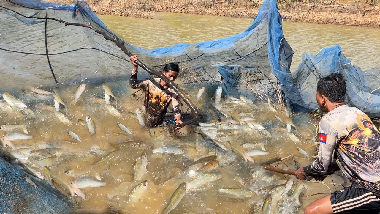 ស្រស់ៗល្អណាស់ គ្រប់សម្រាប់ធ្វើត្រីឆ្អើត្រីប្រហុក គឺល្អបំផុត