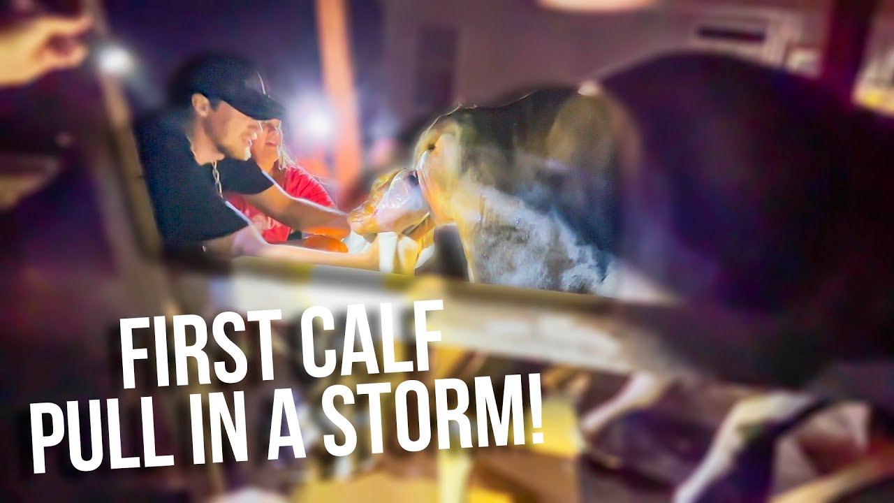 Our first time pulling a calf!