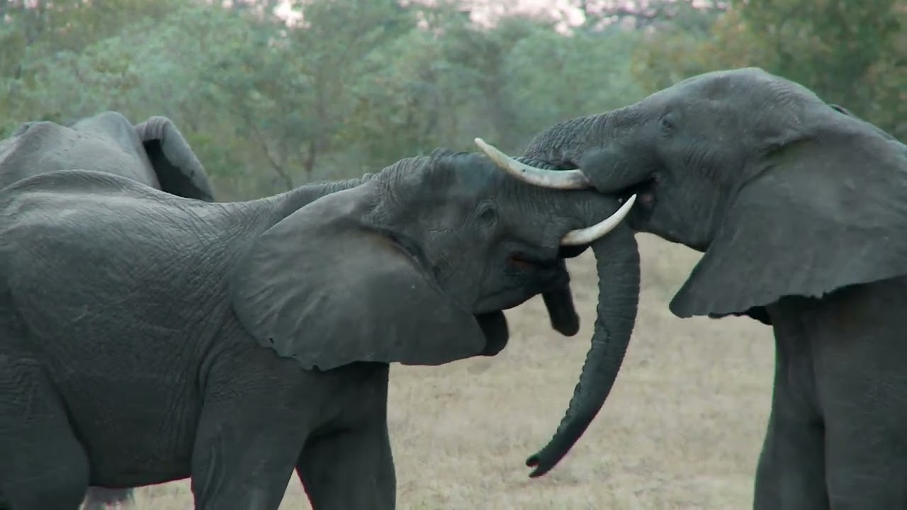 Elephants: Gentle giants of the wild