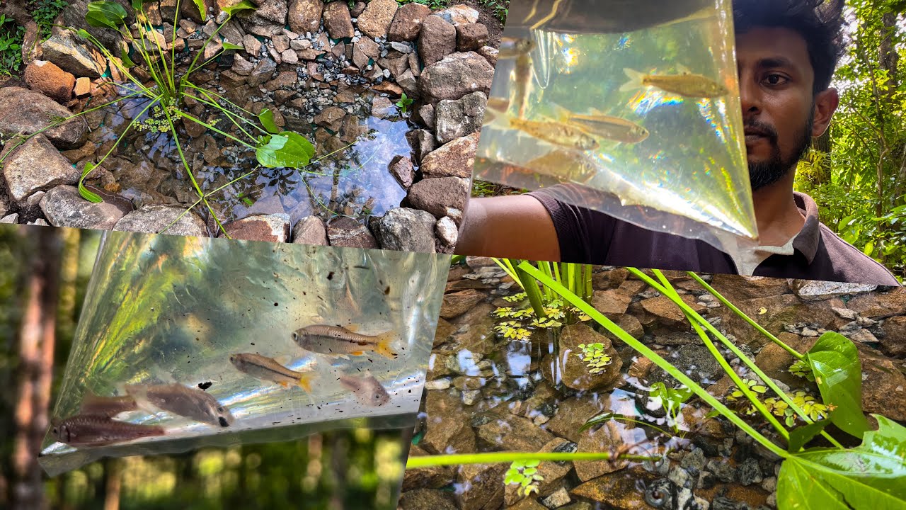 හදපු ගල් පොකුණට ඇලෙන් මාළු අල්ලලා දැම්මා.😇 I brought fish from the canal to the pond.