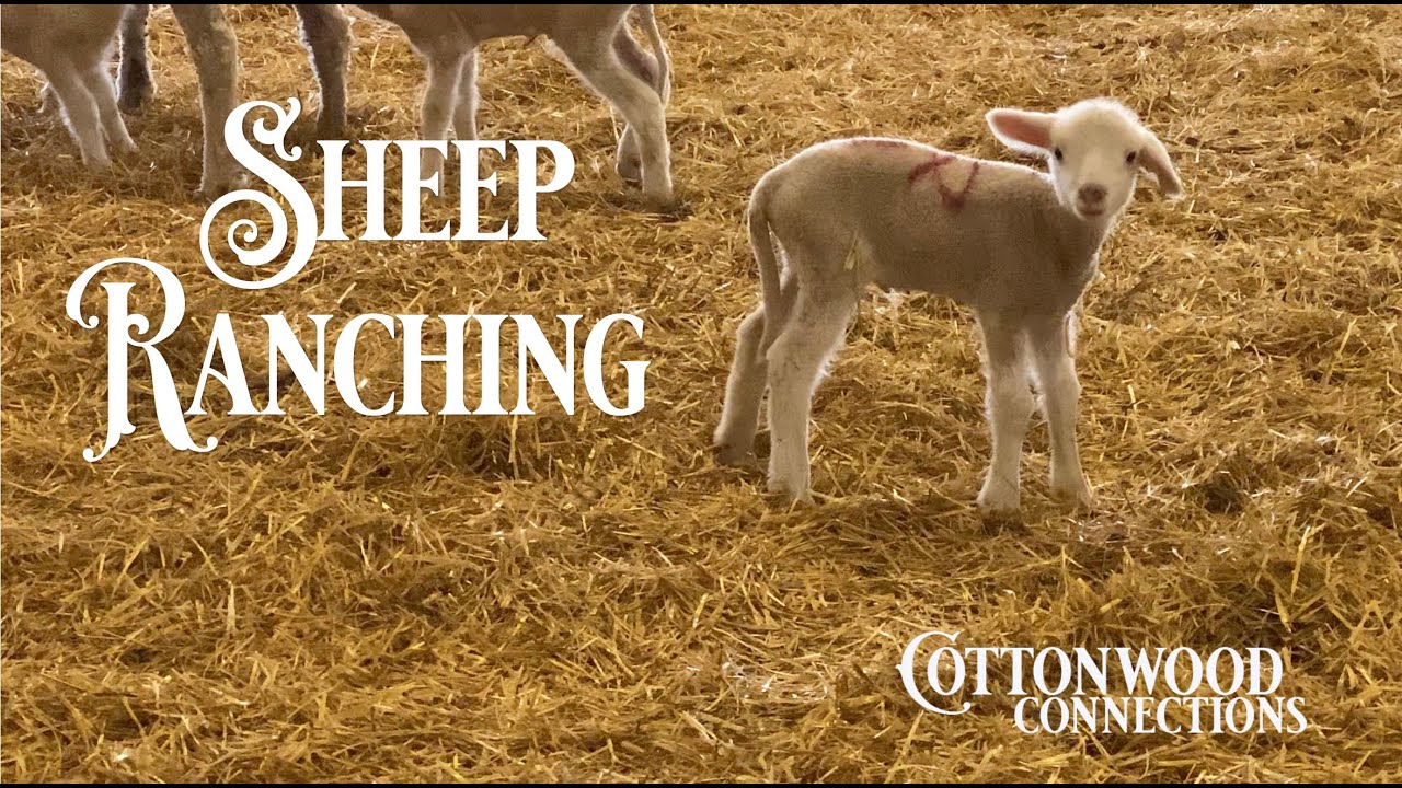 Cottonwood Connections • Sheep Ranching