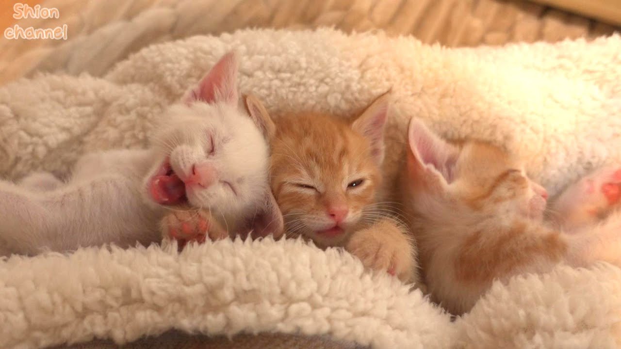 【作業用動画】子猫たちの日常 テロップ・BGMなし【生後33～34日】