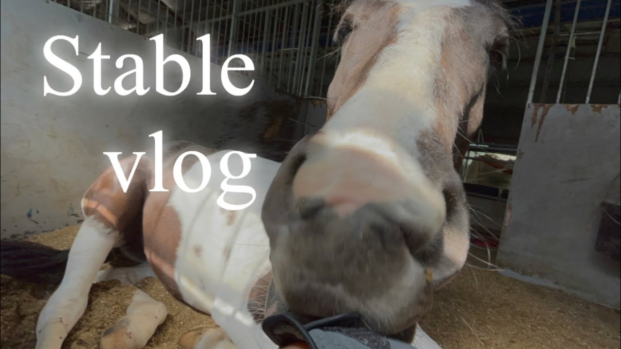 말들이 너무 사랑스러운 승마장 브이로그🦄||#vlog