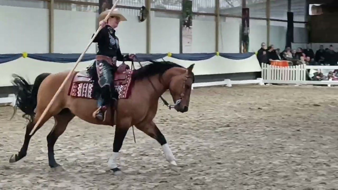 Ranch Horse Special - Quarter Horse Hengst 