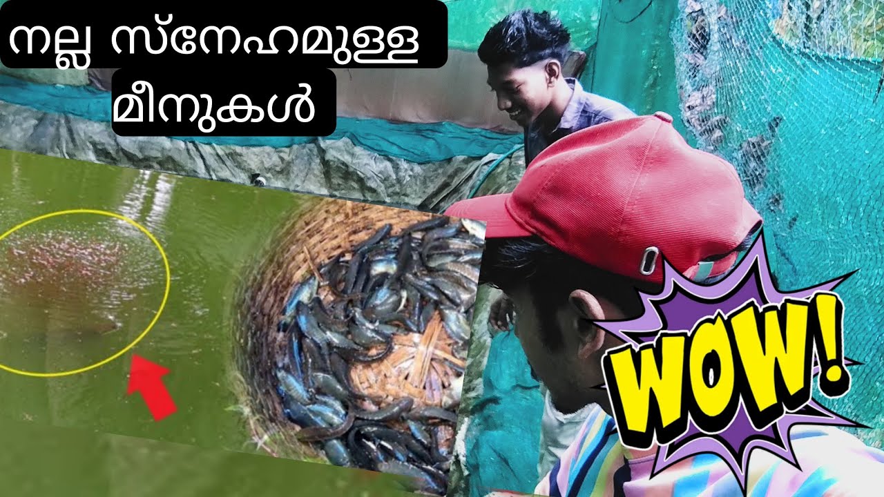 വരാൽ വളർത്തി വെറും 4മാസം കൊണ്ട് വിളവെടുക്കാം 😱😱😱 varal fish harvesting in kerala