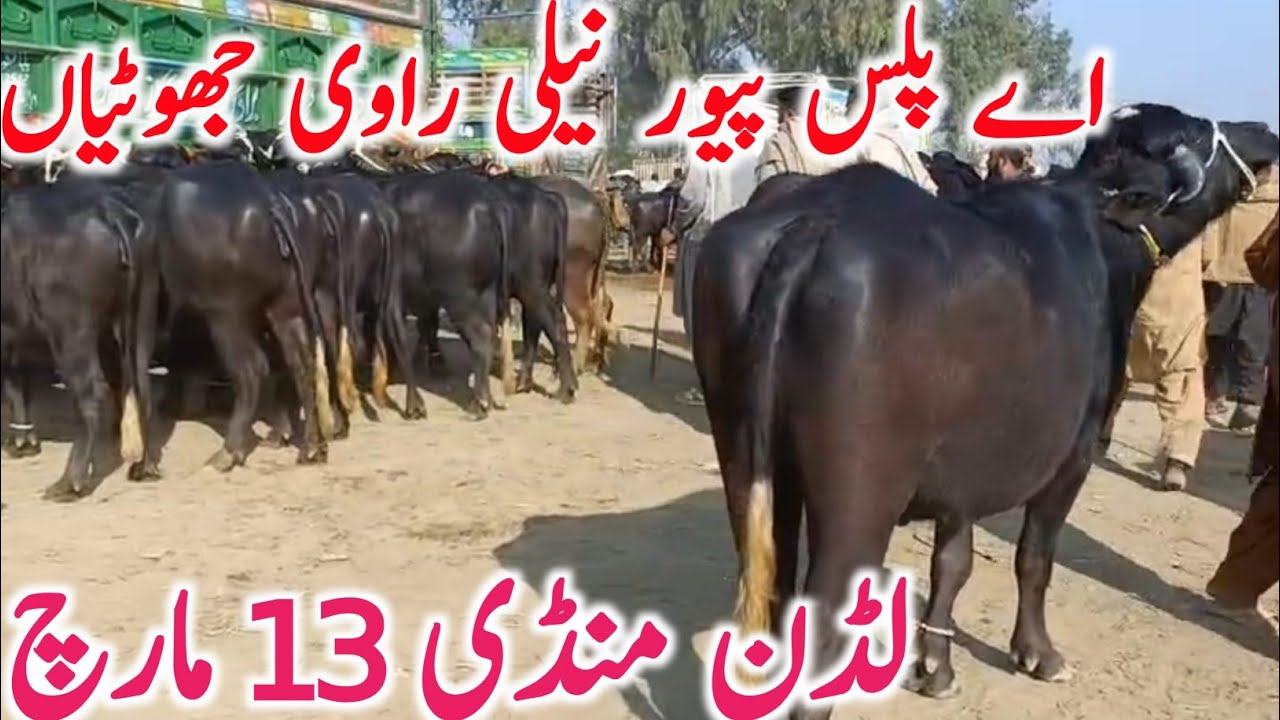 Ludden Mandi Nili Ravi Buffalo Jhotian | Pure Nili Ravi Katte Kattian Prices | Luddan Cattle Market 