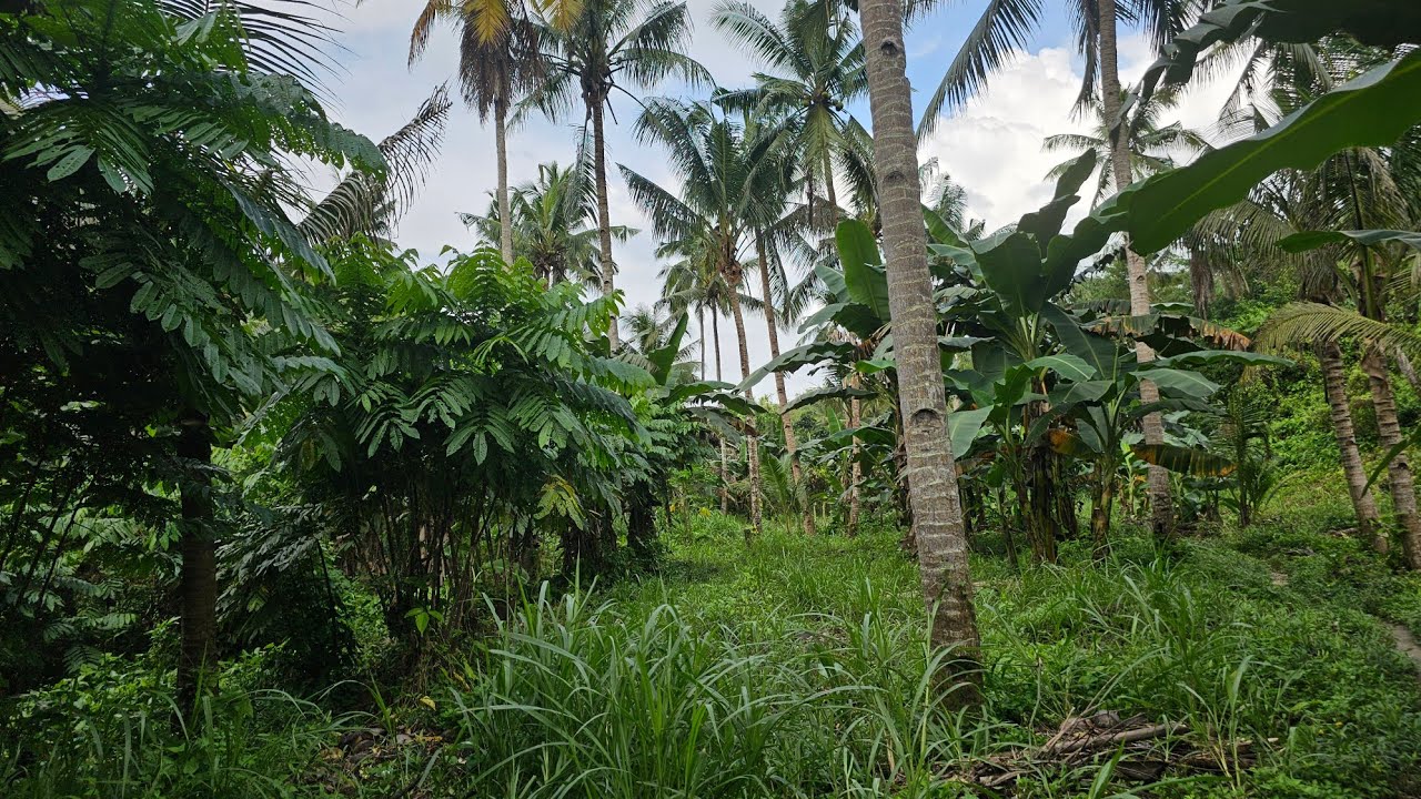49,000 sqm with 2,000 coconut and banana trees at Aloguinsan Cebu Philippines 50/sqm