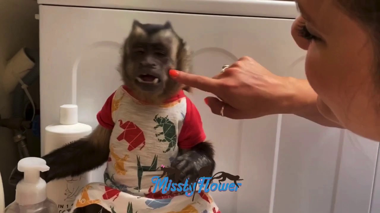 Monkey Russel and crazy Sissy  playing during our quarantine at home 🐒❤️🤷‍♀️❤️