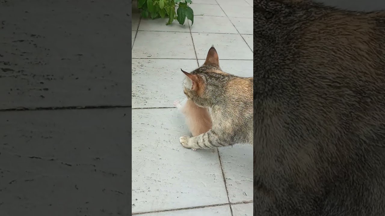 Time Machine Cats !!!! Longest Daily Cats Story , SHORTS