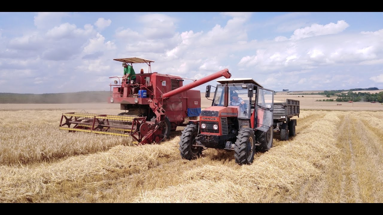 BIZON 4040 Legenda Polskich Pól ! Piękny Dźwięk Silnika :D Żniwa u Chrzestnego :D