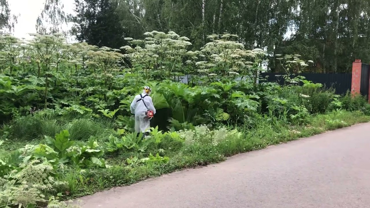 Покос борщевика