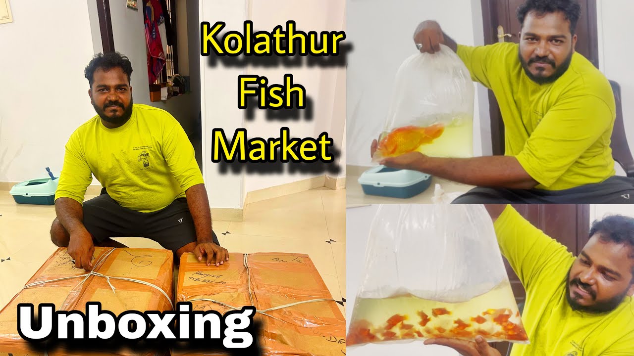 Unboxing Fish from kolathur fish market chennai | Chennai to nagercoil | koi carp,Redplaty,AFR Guppy