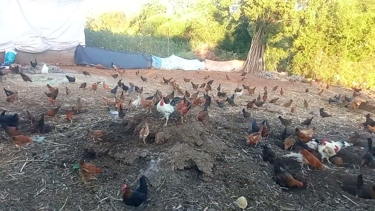 Desi murgi Palan Mein 4 mahine mein kya kya pareshani Aati Hai Kitna feed lag jata hai