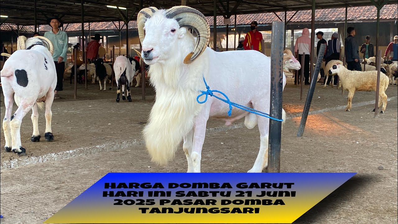 UPDATE HARGA DOMBA GARUT HARI INI SABTU 21 JUNI 2025 DINPASAR DOMBA TANJUNGSARI SUMEDANG #dombagarut