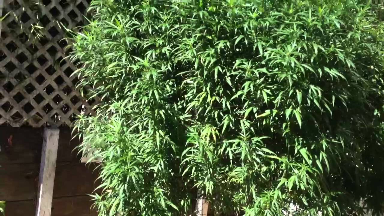 Mjmama's garden w/music