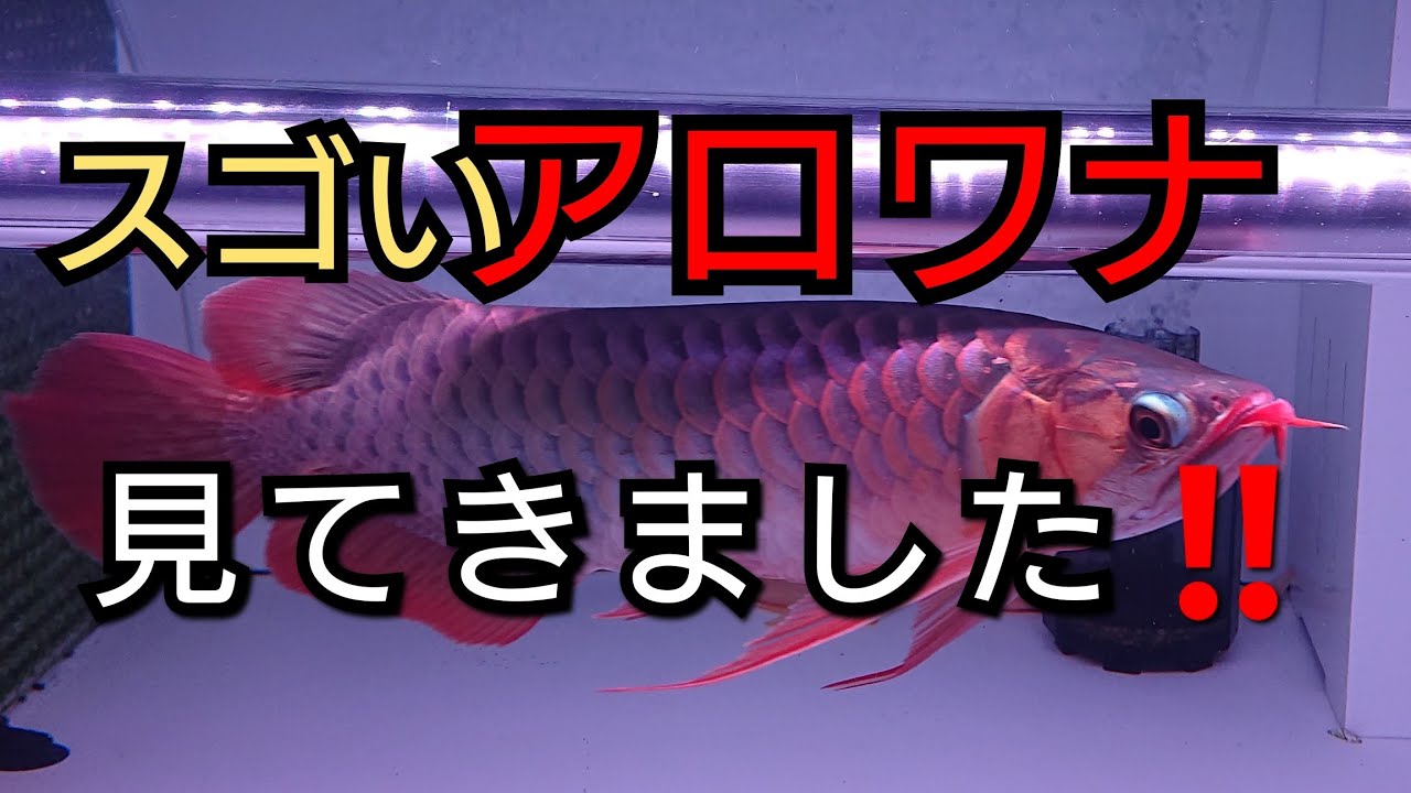 【アジアアロワナ紅龍】の魅力に迫ります‼️