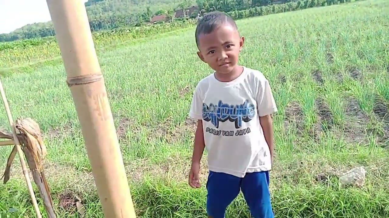 PEMANDANGAN ASRI DI SAWAH