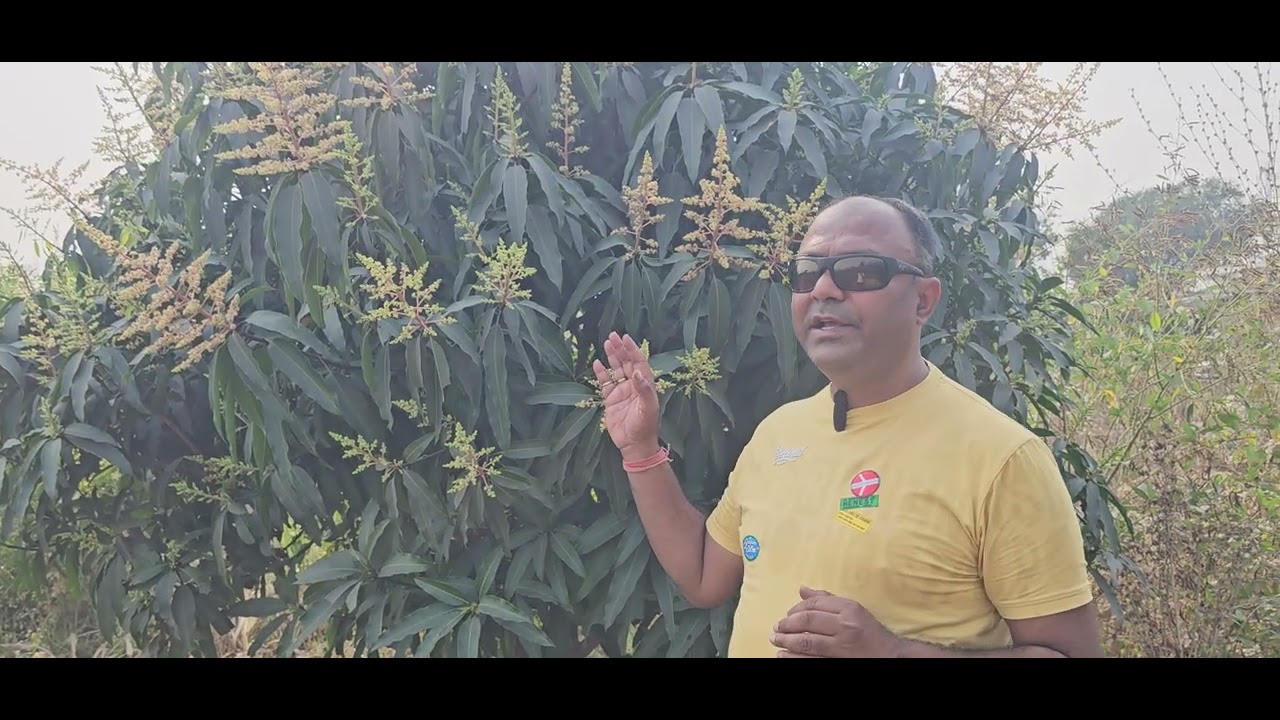 मल्टीलेयर फार्मिग मे फलो की खेती।#multilayerfarming #farming #naturalfarming 