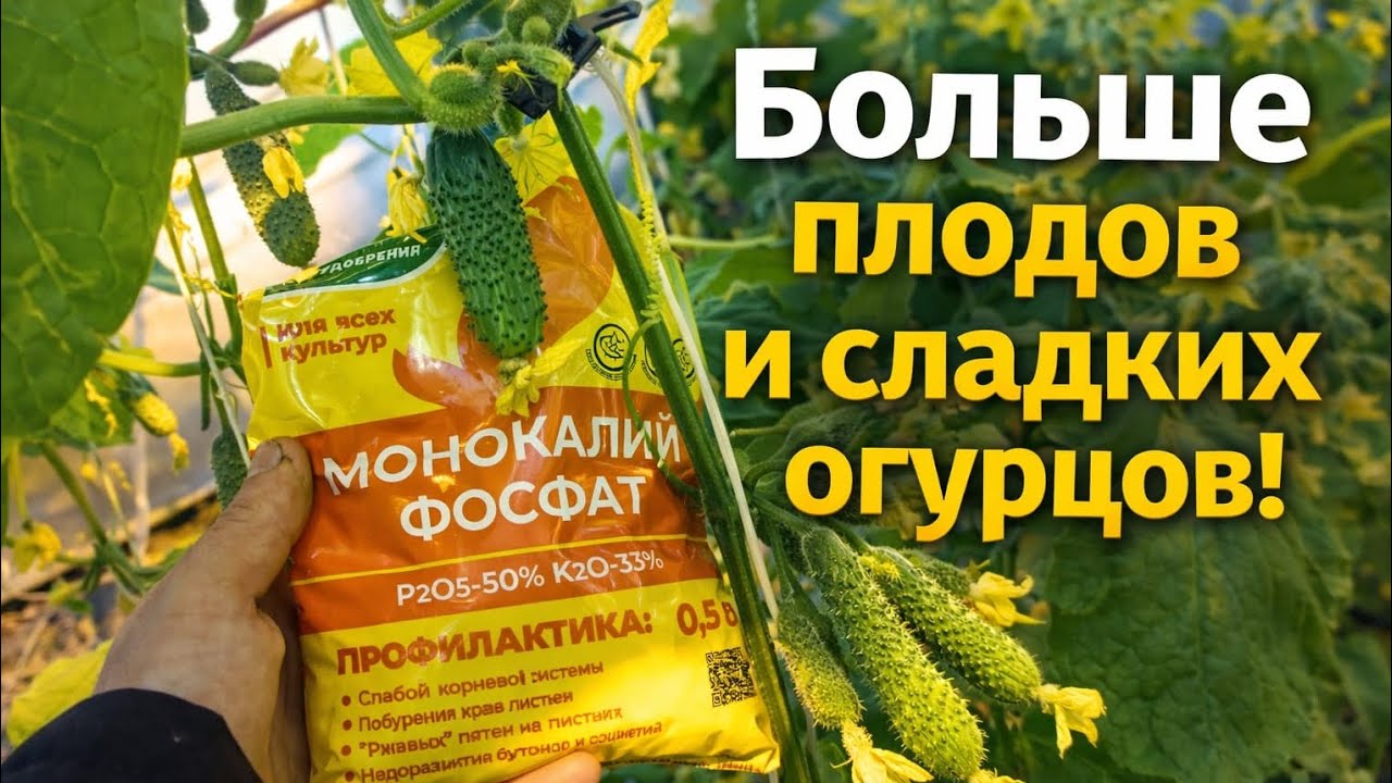 Листовая подкормка огурцов монофосфатом — активный налив плодов и улучшение вкуса #земляДел